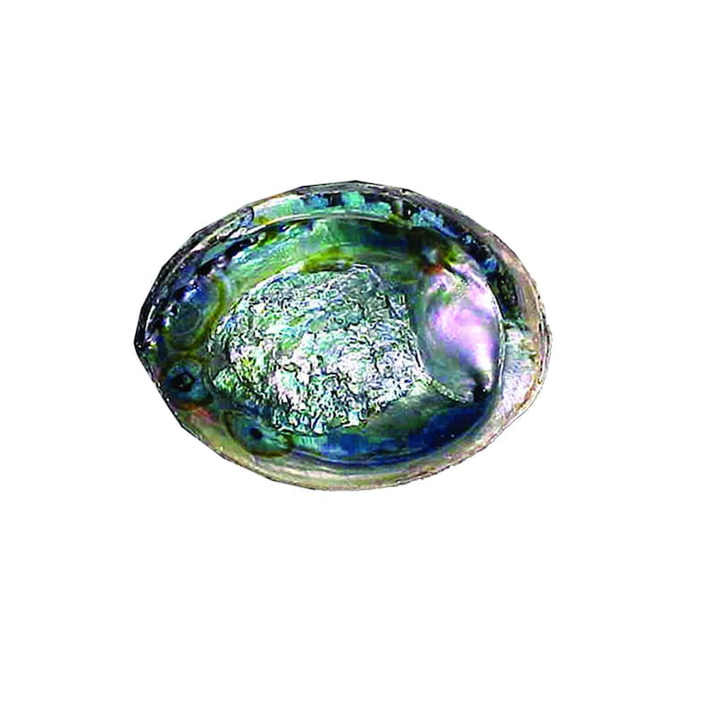 Green Abalone Shell (5-6 in.)